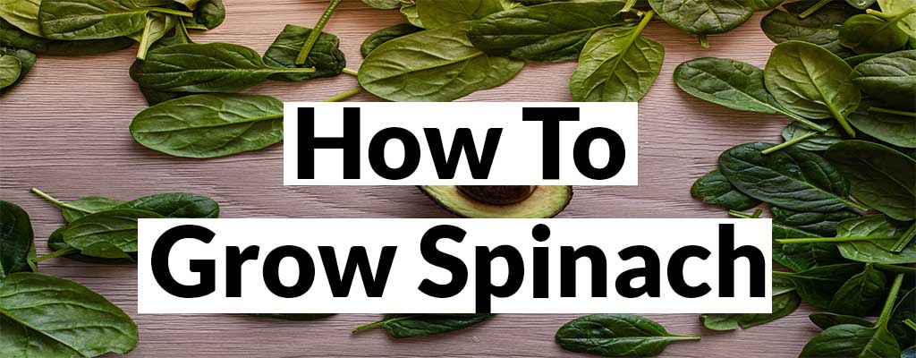How to grow spinach